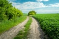 Dirt road through green fields, rural view on a June day Royalty Free Stock Photo