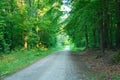 Dirt road through a green forest illuminated by the sun Royalty Free Stock Photo