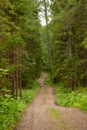 Dirt road in a green forest. Vertical travel photo