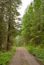 Dirt road in a green forest. Vertical travel photo