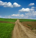 Dirt road at green fresh wheat Royalty Free Stock Photo