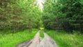 Dirt road among green pine forest Royalty Free Stock Photo