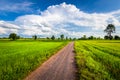 Dirt Road in Rice Field Royalty Free Stock Photo