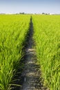 Dirt road in the green rice field Royalty Free Stock Photo