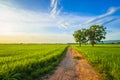 Dirt road and green rice field Royalty Free Stock Photo