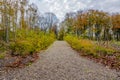 Dirt road between green wild plants, bare trees and others with few yellowish green leaves Royalty Free Stock Photo