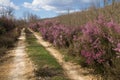 Dirt road between Heather Mauve Color