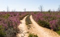 Dirt Road Between Heather