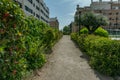 Dirt road between hedges, flowers, olive trees, lamp posts and plants