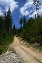 Dirt road high in the mountains among the tall pine trees against the blue sky. Royalty Free Stock Photo