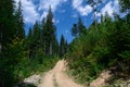 Dirt road high in the mountains among the tall pine trees against the blue sky Royalty Free Stock Photo