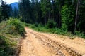 Dirt road high in the mountains among the tall pine trees against the blue sky. Royalty Free Stock Photo