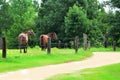 Dirt Road, Horses, and Barb Wire Fencing