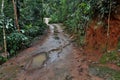 Dirt wet road after heavy rain in the forest Royalty Free Stock Photo