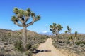 Dirt Road in Joshua Tree National Park, California Royalty Free Stock Photo