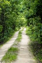 Dirt Road into the Jungle Royalty Free Stock Photo