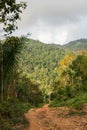 A dirt road among the jungle and mountains. Rural dirt road in the tropical forest in Thailand. Royalty Free Stock Photo