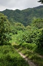 Dirt Road through the jungle in Raiatea, Tahiti