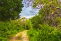 A dirt road in the jungle