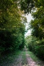 Dirt road in Koh Tean lush natural forest near Samui island in s