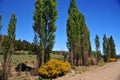 dirt road in landscape with trees in summer in san martin de los andes neuguen with blue sky argentin Royalty Free Stock Photo