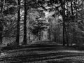 Dirt Road Leading Into Dark Forest Royalty Free Stock Photo