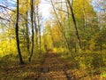 Dirt road leading through a european hornbeam forest Royalty Free Stock Photo