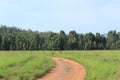 Dirt road leading into forest in Mlilwane, Swaziland, Africa Royalty Free Stock Photo