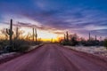 Dirt road leading through saguaro cacti at sunset. Southwest Arizona landscape.