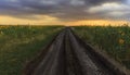 Dirt road leading through the sunflower fields Royalty Free Stock Photo