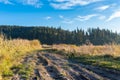 Dirt road leading to the pine forest near a small pond Royalty Free Stock Photo