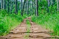 The dirt road leading to the pine forest Royalty Free Stock Photo