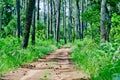 The dirt road leading to the pine forest Royalty Free Stock Photo