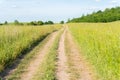 Dirt road leading to the wooded horizon along fields. Summer sunny countryside landscape