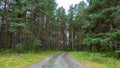 Dirt road leads through the forest among many pines and other trees Royalty Free Stock Photo