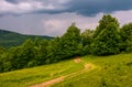 Dirt road leads in to the forest on overcast day