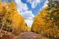 Dirt road lined with Aspen trees in autumn Royalty Free Stock Photo