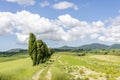 A dirt road lined with cypress trees in the countryside of Orciano Pisano, Italy Royalty Free Stock Photo