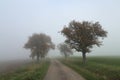 Dirt road lined through the field with few autumn trees with morning fog Royalty Free Stock Photo