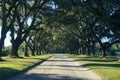 Dirt road lined with Live Oak trees Royalty Free Stock Photo