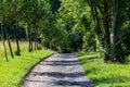 Dirt road lined with trees leading to the forest Royalty Free Stock Photo