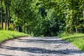 Dirt road lined with trees leading to the forest Royalty Free Stock Photo