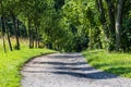 Dirt road lined with trees leading to the forest Royalty Free Stock Photo