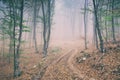 Dirt road in the magic and foggy morning beech forest