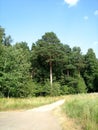 A dirt road through a meadow leads to a pine forest on a summer day. The trail is surrounded by tall flowering grass. The dense