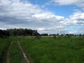 A dirt road through a meadow leads to a pine forest on a summer day. The trail is surrounded by tall flowering grass. The dense Royalty Free Stock Photo