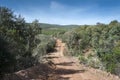 Dirt road in Mediterranean shrublands