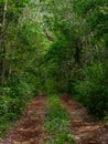 Dirt road through the Mexican jungle