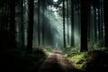 a dirt road in the middle of a dark forest Royalty Free Stock Photo