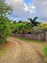 Dirt road in the middle of Nature and lush Caribbean vegetation. Idyllic landscape of tropical vegetation under blue Caribbean